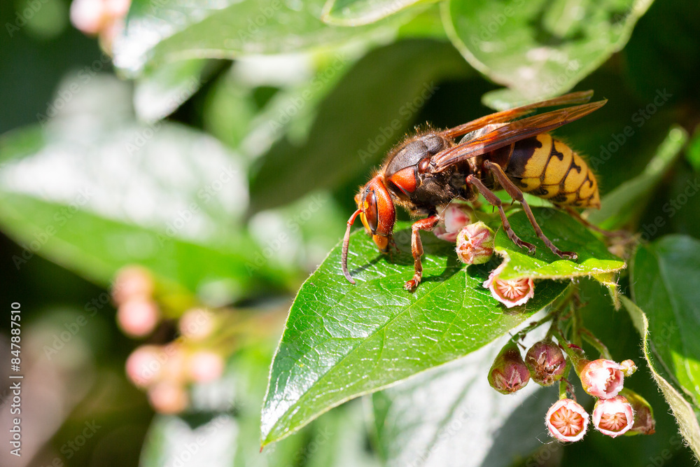 A macro shot of a hornet Vespa crabro seen nectaring on ivy flowers A macro shot of a hornet Vespa crabro seen nectaring on ivy flowers