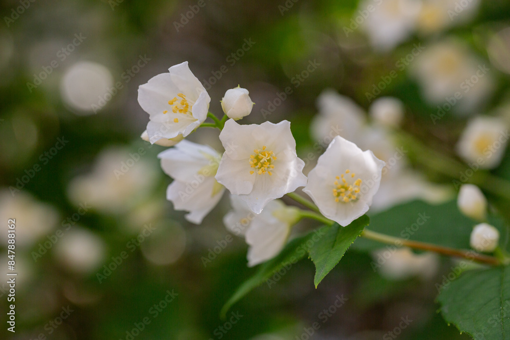 Close-up shot of bowl-shaped white flowers with prominent yellow stamens of the Sweet mock orange or English dogwood Philadelphus coronarius Close-up shot of bowl-shaped white flowers with prominent yellow stamens of the Sweet mock orange or English dogwood Philadelphus coronarius