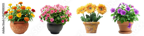 Beautiful potted flowers in bloom garden decor transparent background