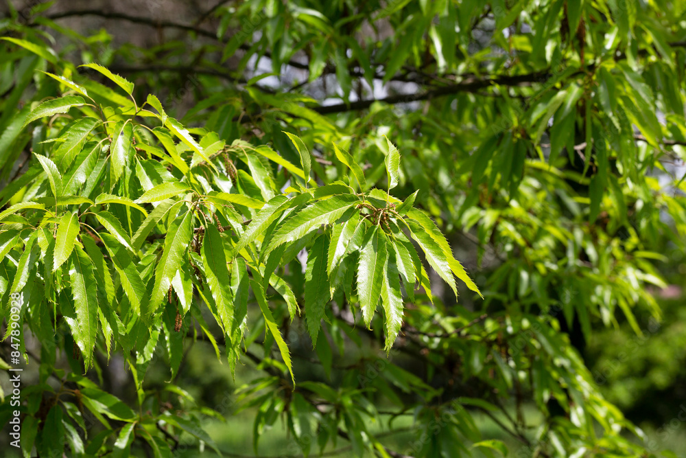 Fototapeta premium Giant dogwood trunk and green leaves Cornaceae deciduous tall tree