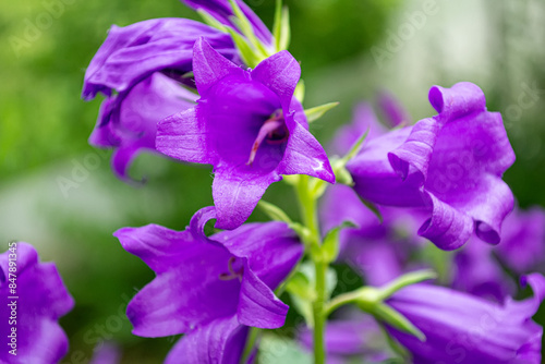 The type species of the genus Bellflower of the Bell family.