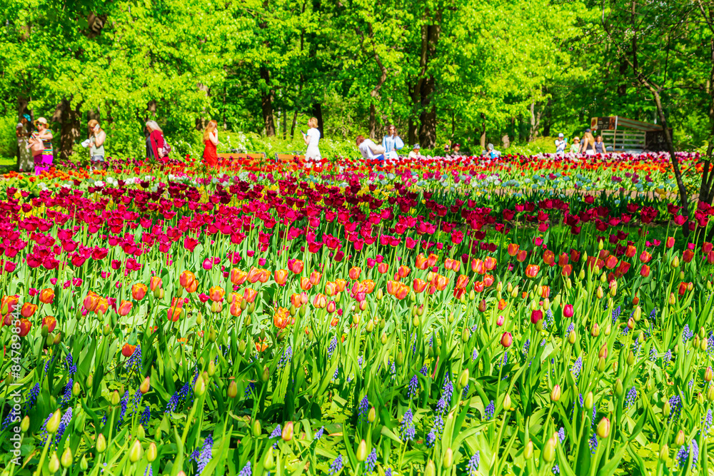 Multicolored tulips are blooming in the park. Annual Tulip Festival in St. Petersburg. Multicolored tulips are blooming in the park. Annual Tulip Festival in St. Petersburg.