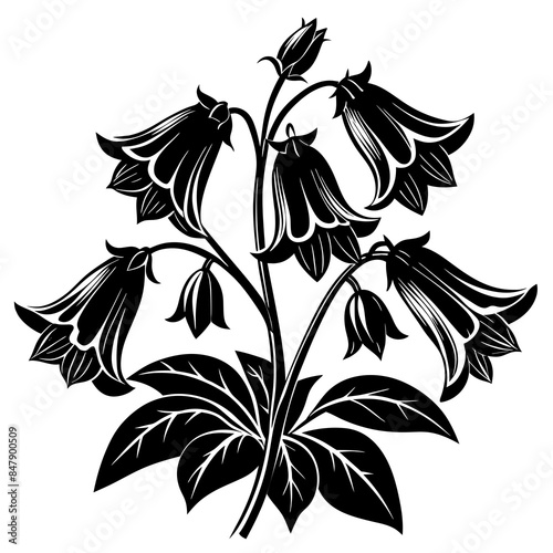 canter bury bells flower vector  silhouette illustration