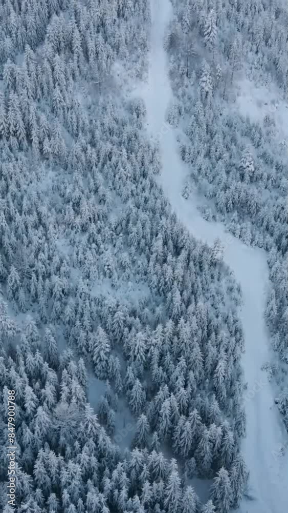 Aerial view of beautiful snow forrest during winter Aerial view of beautiful snow forrest during winter
