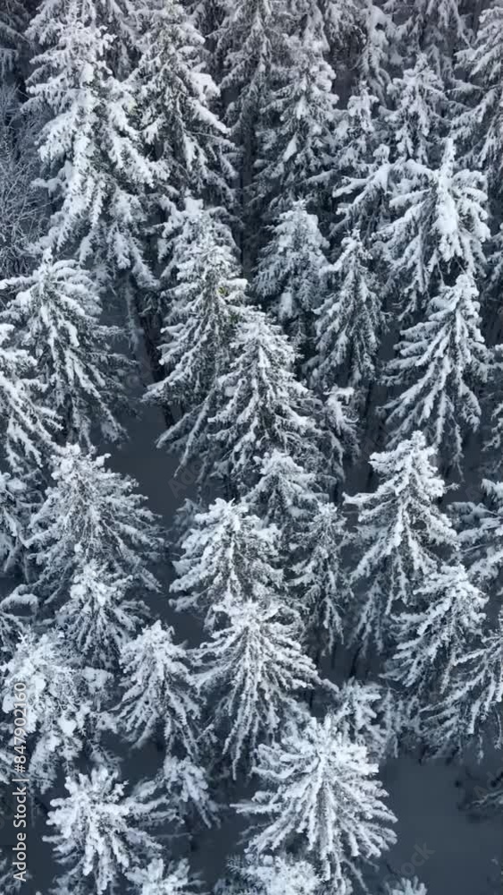 Aerial view of beautiful snow forrest during winter Aerial view of beautiful snow forrest during winter