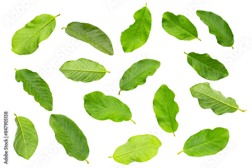 Guava leaves on white background.