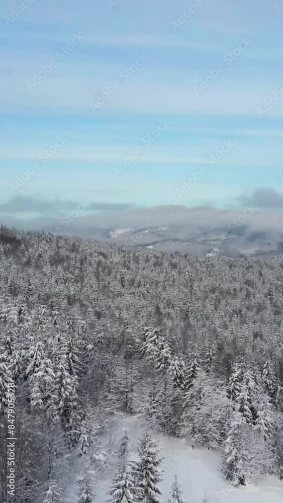 Aerial view of beautiful snow forrest during winter Aerial view of beautiful snow forrest during winter