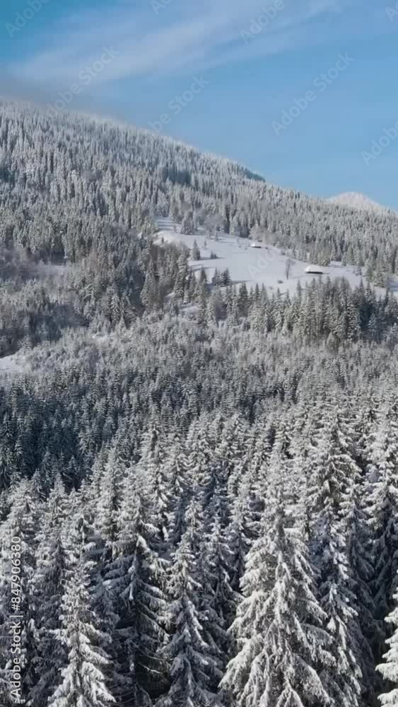 Aerial view of beautiful snow forrest during winter Aerial view of beautiful snow forrest during winter