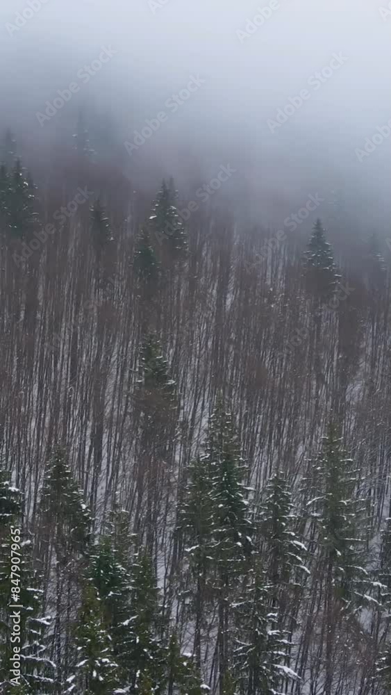 Aerial view of beautiful snow forrest during winter Aerial view of beautiful snow forrest during winter