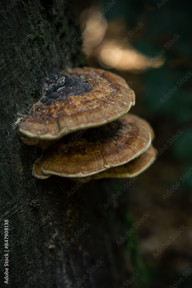 Pilz am Baum