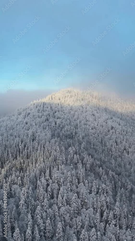 Aerial view of beautiful snow forrest during winter Aerial view of beautiful snow forrest during winter
