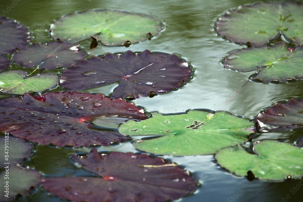 green and dark red water lily leaves with water droplets on them close up green and dark red water lily leaves with water droplets on them close up