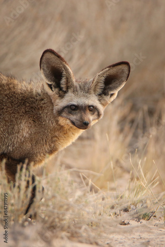 bat-eared fox 
