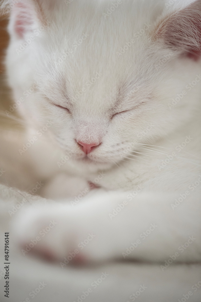Schalfendes Britisch Kurzhaar Colorpoint Kitten Schalfendes Britisch Kurzhaar Colorpoint Kitten