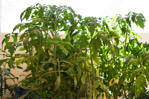 Young tomato seedlings grow at home on the windowsill, near the window. Growing organic vegetables and fruits at home. Concept of hobby, gardening. Selective focus