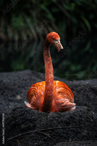 brütender Flamingo