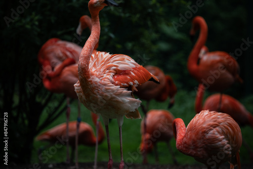 Flamingos