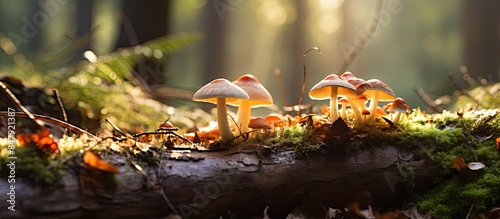 Inedible fungus grows in the woods outdoors. Creative banner. Copyspace image