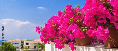 Bougenville flowers always bloom wherever planted. Creative banner. Copyspace image