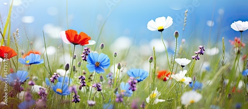 wildflowers blue flax poppy and chamomile in the grass in the meadow. Creative banner. Copyspace image