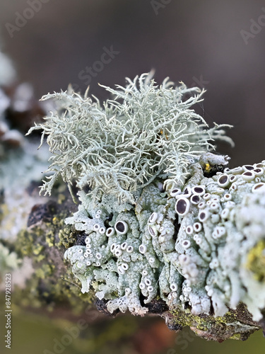 Usnea hirta, known as bristly beard lichen, and various other epiphytic lichens including monk's-hood lichen and hairy rosette lichen