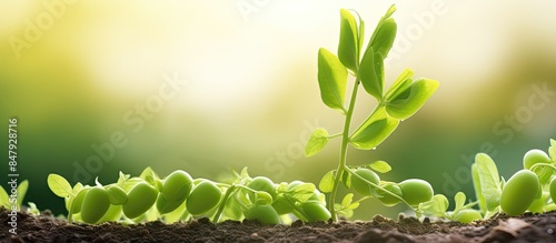 Pisum sativum pea garden peas in the garden Young pea sprouts Pea pod on a bush close up Vegetarian food Growing peas outdoors. Creative banner. Copyspace image photo