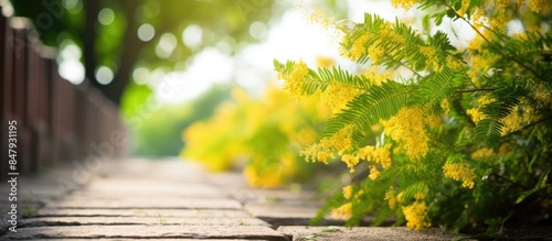 Walkway with sensitive plant or mimosa pudica tree on the ground in the morning. Creative banner. Copyspace image