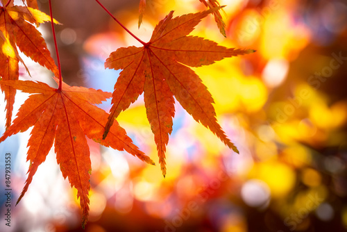 紅葉　秋のイメージ