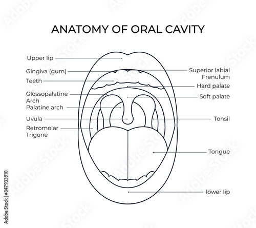 Diagram of anatomical oral cavity in line style for medical