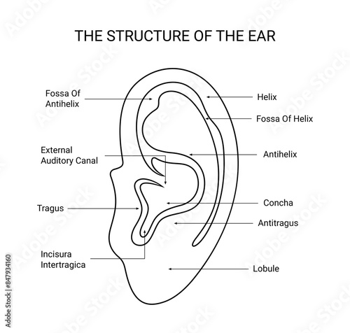 The structure of human ear with line style