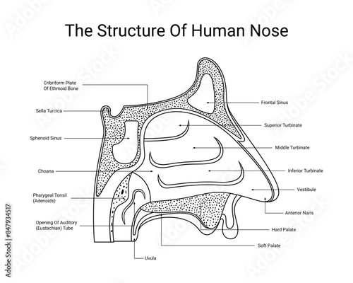 Structure of human nose internal view with line style