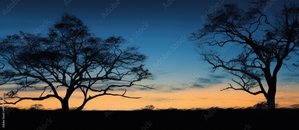 Tree Silhouettes at Dusk. Creative banner. Copyspace image