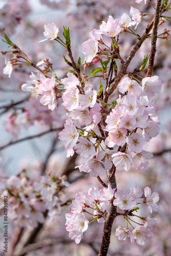 桜の花 春のイメージ 桜の花 春のイメージ