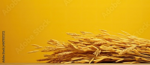 Yellow dried rice straw bundle Straw is an agricultural byproduct consisting of the dry stalks of cereal plants after the grain Straw bundles together for people to take pictures. Creative banner photo