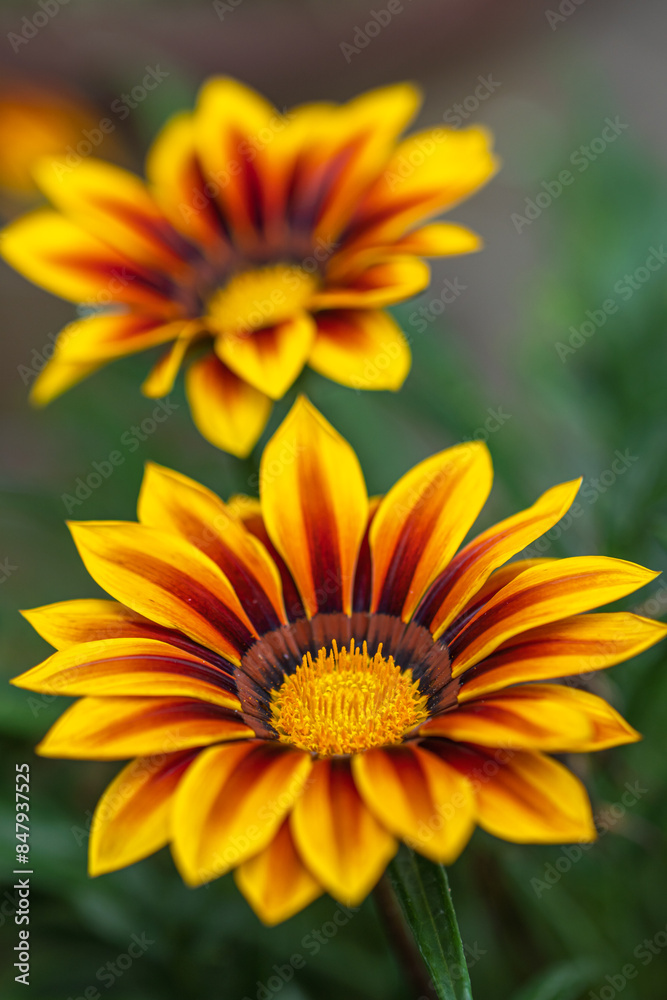 ガザニアの花 春のイメージ ガザニアの花 春のイメージ