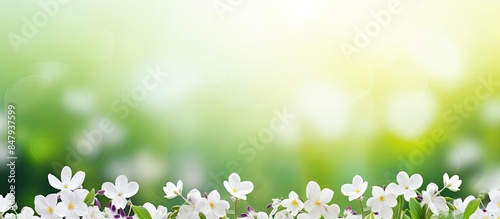 white violet spring bloom background. Creative banner. Copyspace image photo