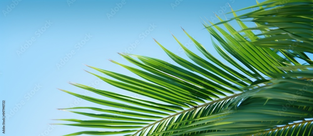 Fototapeta premium Palm tree leave close up on blue sky on background. Creative banner. Copyspace image