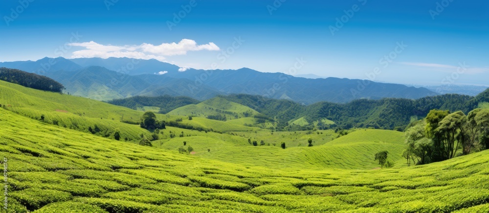 Fototapeta premium View of tea plantation with blue sky background. Creative banner. Copyspace image