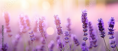 Purple fragrant lavender close up on a blurred background. Creative banner. Copyspace image