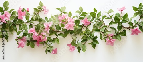 Pink flowers of a tropical Bougainvillea vine with white and green variegated foliage. Creative banner. Copyspace image