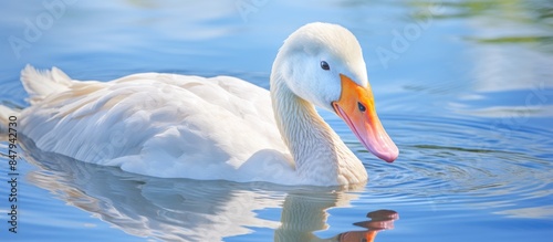 This close up portrait of a white goose with striking blue eyes and an orange beak against the backdrop of a serene lake exudes elegance and grace The goose s serene gaze and unruffled demeanor photo