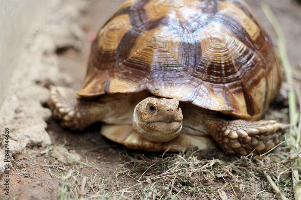 African Sulcata Tortoise Natural Habitat,Close up African spurred tortoise resting in the garden, Slow life ,Africa spurred tortoise sunbathe on ground with his protective shell ,Beautiful Tortoise African Sulcata Tortoise Natural Habitat,Close up African spurred tortoise resting in the garden, Slow life ,Africa spurred tortoise sunbathe on ground with his protective shell ,Beautiful Tortoise