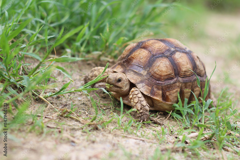 African Sulcata Tortoise Natural Habitat,Close up African spurred tortoise resting in the garden, Slow life ,Africa spurred tortoise sunbathe on ground with his protective shell ,Beautiful Tortoise African Sulcata Tortoise Natural Habitat,Close up African spurred tortoise resting in the garden, Slow life ,Africa spurred tortoise sunbathe on ground with his protective shell ,Beautiful Tortoise