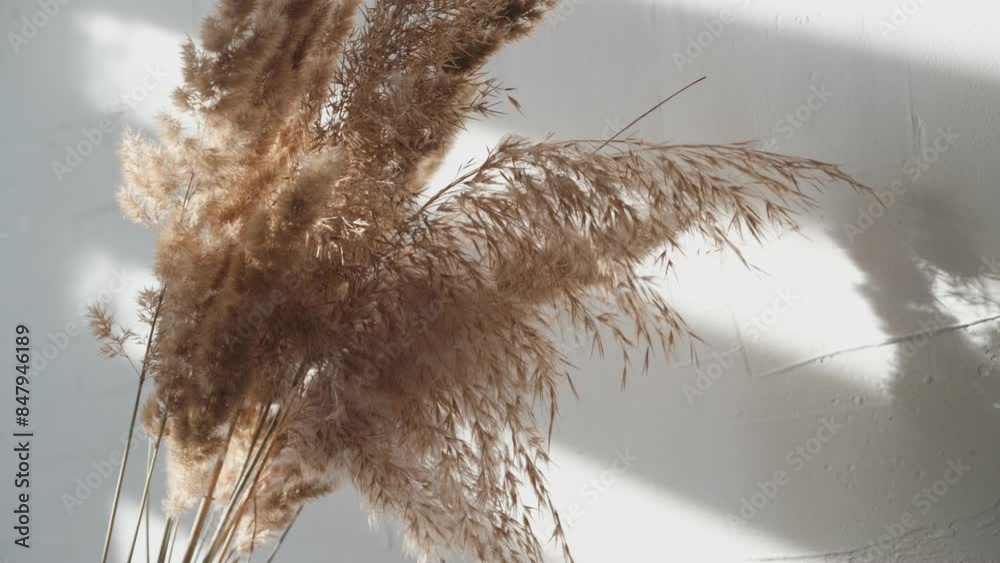 Minimalistic composition with dried flowers of pampas grass against a gray wall. Natural background with plants and their shadow, boho style.