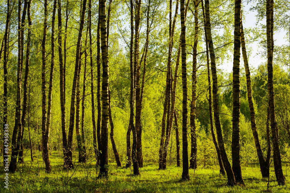 Sunset or sunrise in a spring birch forest with bright young foliage glowing in the rays of the sun and shadows. Sunset or sunrise in a spring birch forest with bright young foliage glowing in the rays of the sun and shadows.
