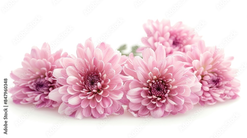 Close up of isolated pink chrysanthemum flowers on a white background Close up of isolated pink chrysanthemum flowers on a white background