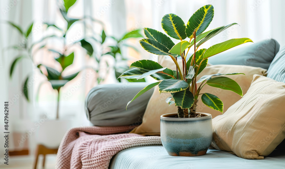 Cozy Living Room with Green Potted Plant on Couch with Decorative Pillows in Natural Light Home Decor Setting Cozy Living Room with Green Potted Plant on Couch with Decorative Pillows in Natural Light Home Decor Setting