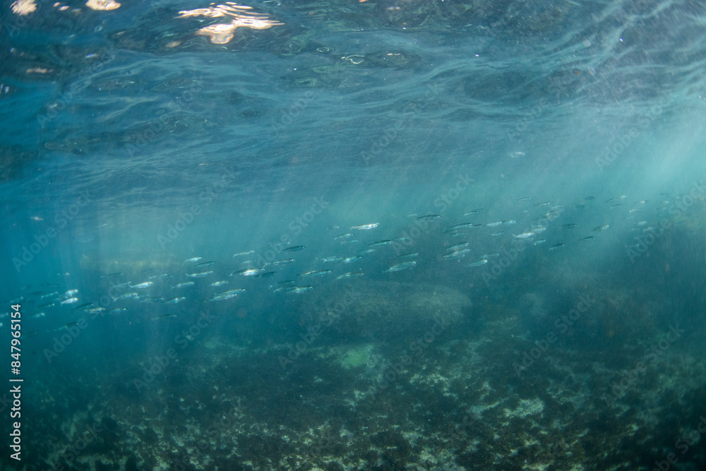 Fototapeta premium School of fish swimming across in the ocean.