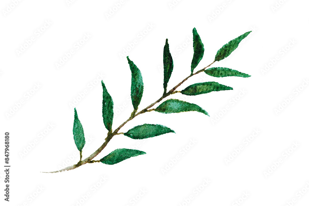 Fototapeta premium Watercolor eucalyptus sprig. Isolated botanical element. Drawn green leaves on textured watercolor paper.