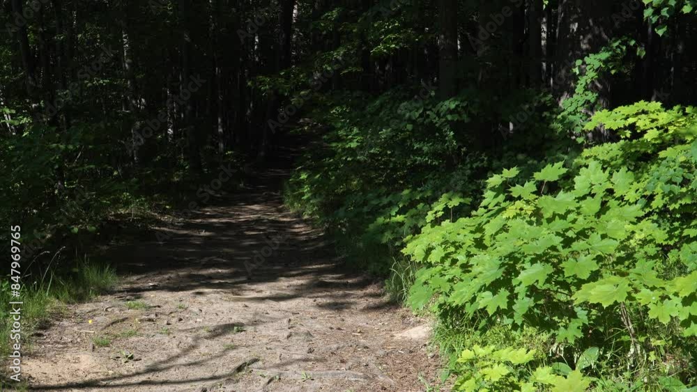 A picturesque summer scene of a sun-drenched pathway meandering into a tranquil, shaded forest between deciduous groves. A picturesque summer scene of a sun-drenched pathway meandering into a tranquil, shaded forest between deciduous groves.